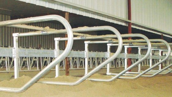 El sistema flotante de cuello y los bucles flexibles para ganado lechero
