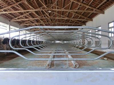 El sistema flotante de cuello y los bucles flexibles para ganado lechero