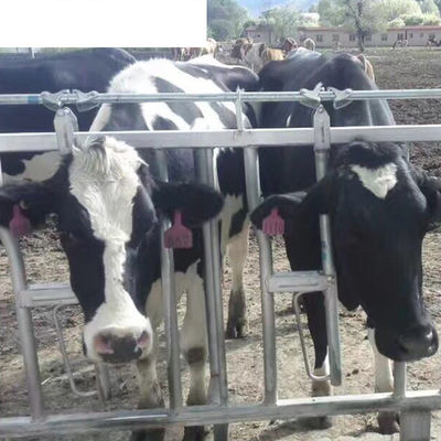 Equipo de ganado personalizado para ganado lechero, ganado ovino, caballo, aves de corral y aves de corral