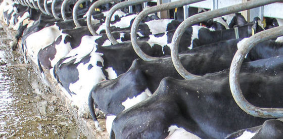 Biorel de leche galvanizado y sumergido en frío
