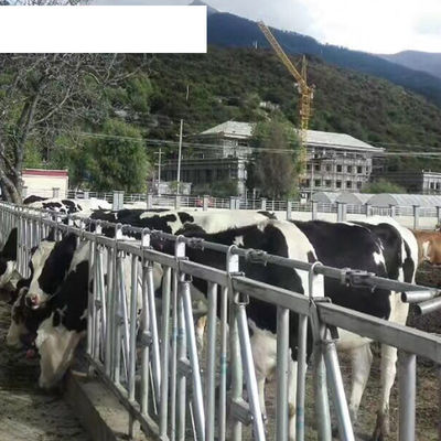 Equipo de granjas lecheras de extremo OEM Aumentar el tiempo de puesta con los establos de ganado sin vaca única