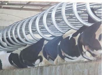 Ampliamente utilizado cerco de ganado de acero galvanizado con acabado de pintura de color en Hebei Nanfeng